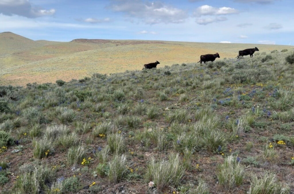 Cattle walk over a ridge of pastureland.