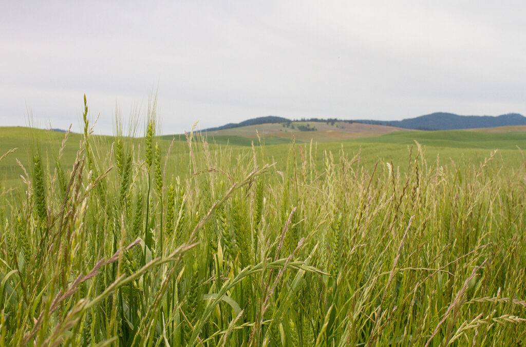 Closeup of a wheatfield.