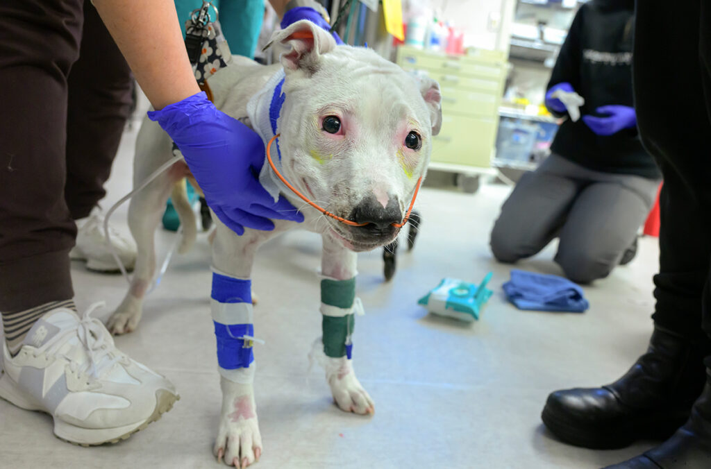 Closeup of a dog rescued from a house fire standing in the Emergency and Critical Care Department at WSU's Veterinary Teaching Hospital.