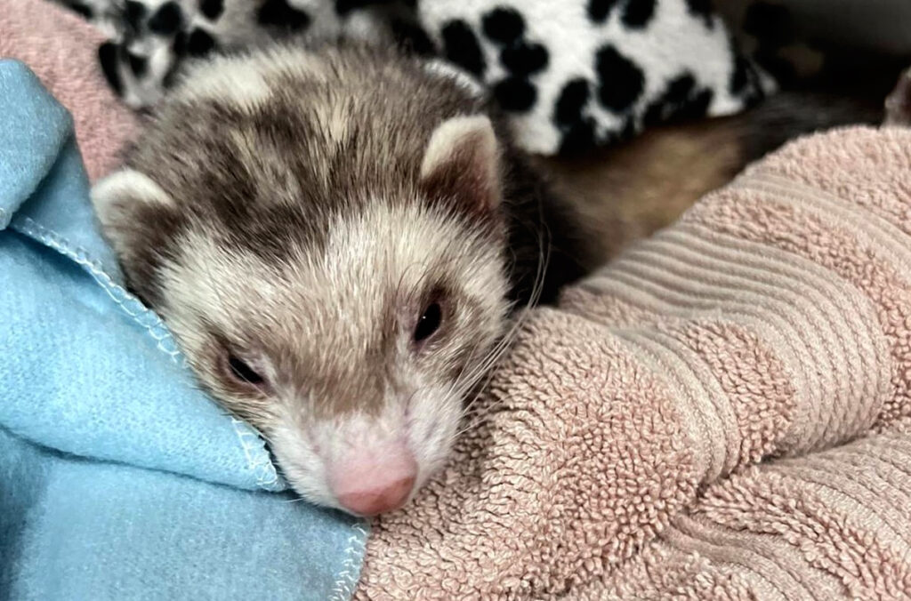 Closeup of a ferret wrapped in blankets and towels during treatment for marijuana intoxication.