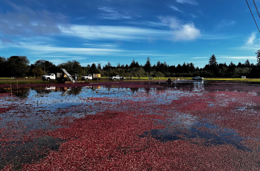 A cranberry bog can be seen in the fall.