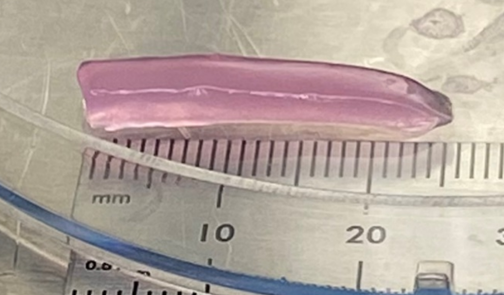 Engineered cartilage is displayed against a millimeter scale.