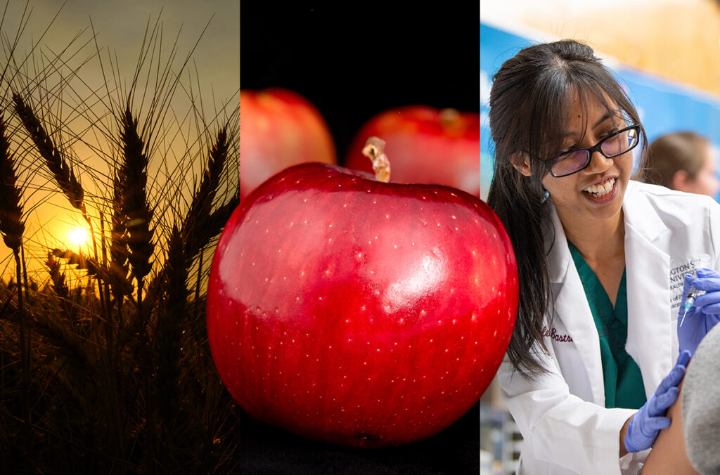 A composite featuring Cosmic Crisp apples, a wheat field, and someone administering a vaccination.
