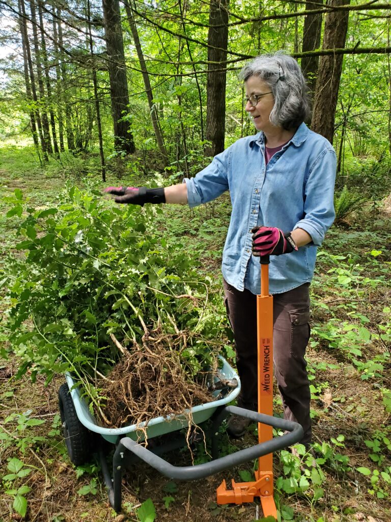Sasha Shaw, former King County Noxious Weed Control Program employee, can be seen digging out new holly starts out of a natural area.