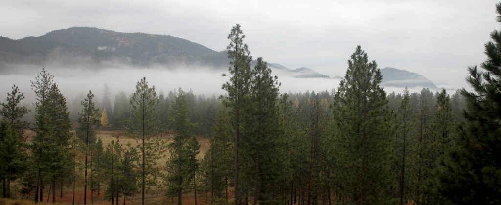 A cloudy mist hanging over a forest in Chewelah, Washington.