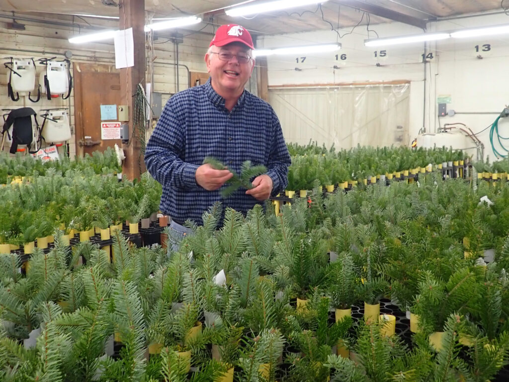 Plant pathologist Gary Chastagner can be seen visiting an experiment display room containing hundreds of cuttings of Nordmann, Turkish, and Trojan fir trees.