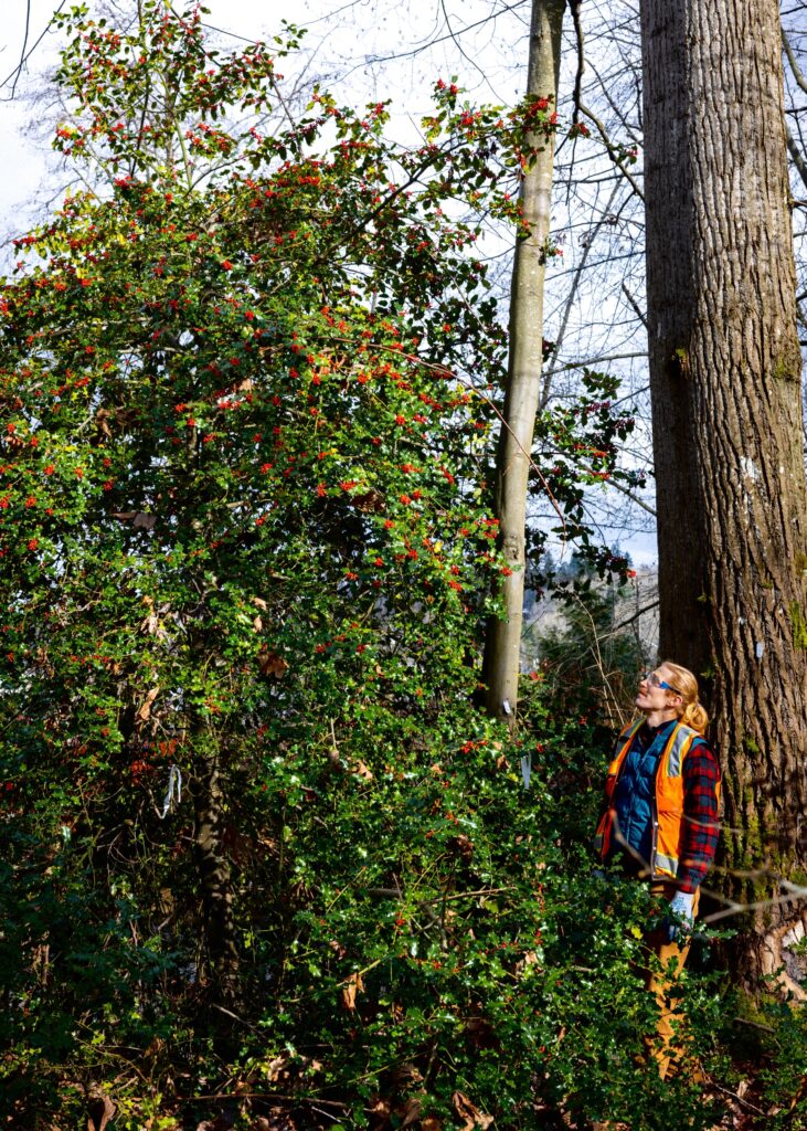 Dan Sorensen, former King County Noxious Weed Control Program employee, can be seen standing next to a a mature holly tree in King County. 