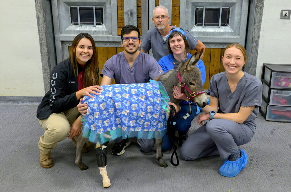 Five members of a care team pose with a miniature donkey that they fitted with a prosthetic leg after a surgical amputation.