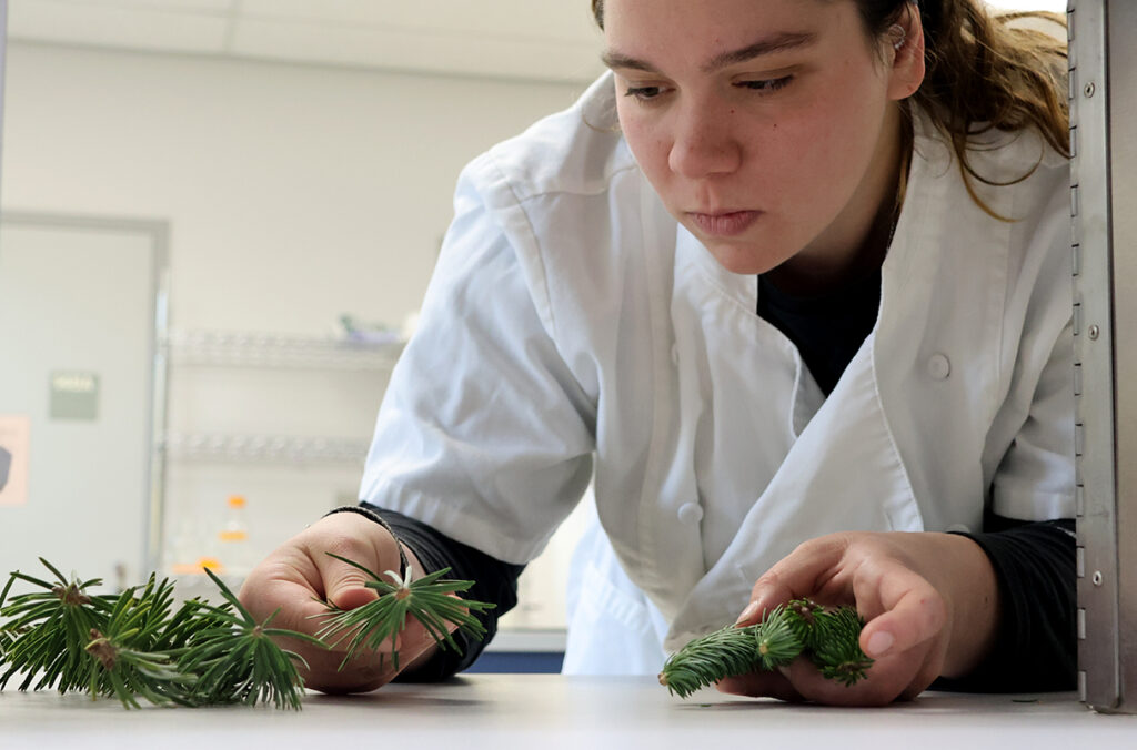Erin Macedo handles fir cuttings used in a panel studying consumer preferences in Christmas tree aromas.