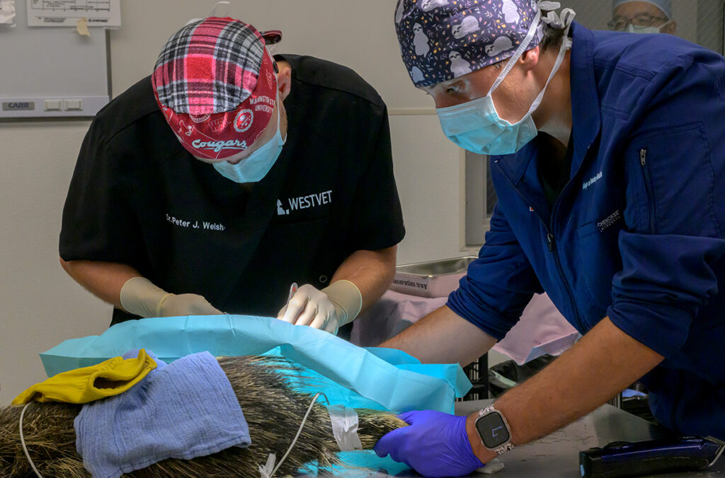 Veterinary staff prepare a wild porcupine for surgery.