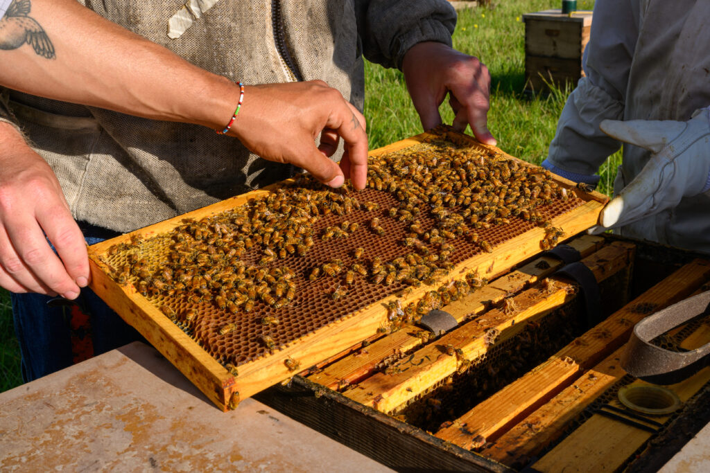 A person reaching to gently pick up a bee from a bee hive honeycomb frame.
