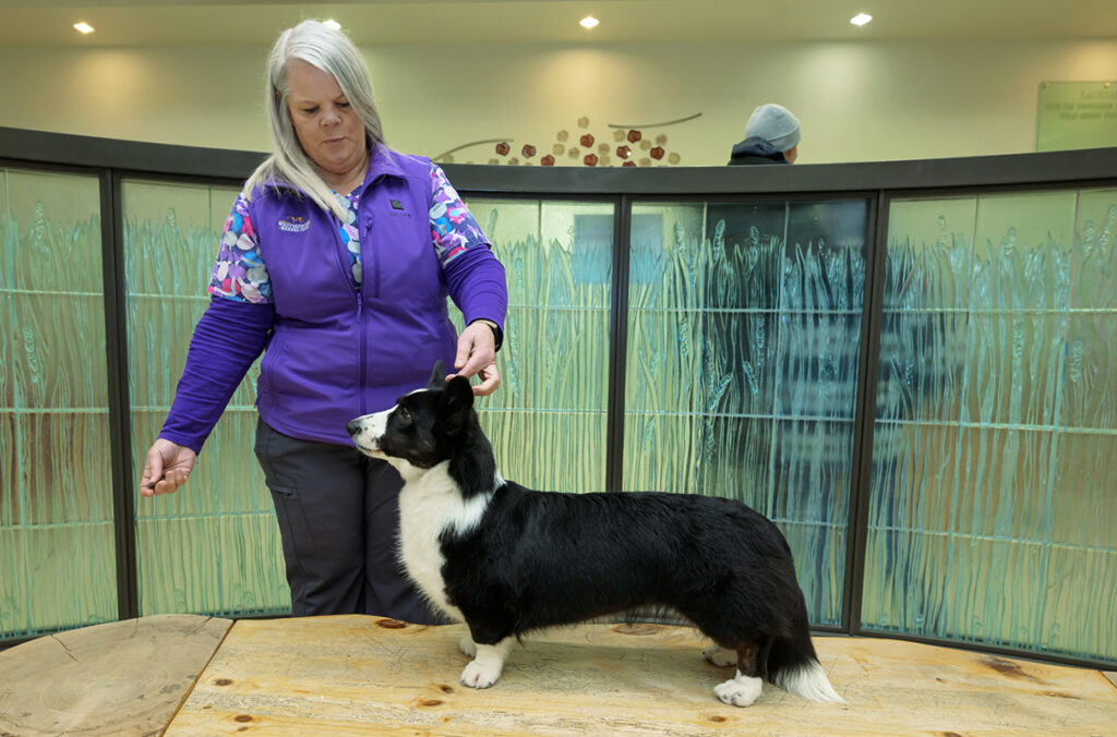 Denise Waiting putting her corgi dog, Witton, into a show pose.