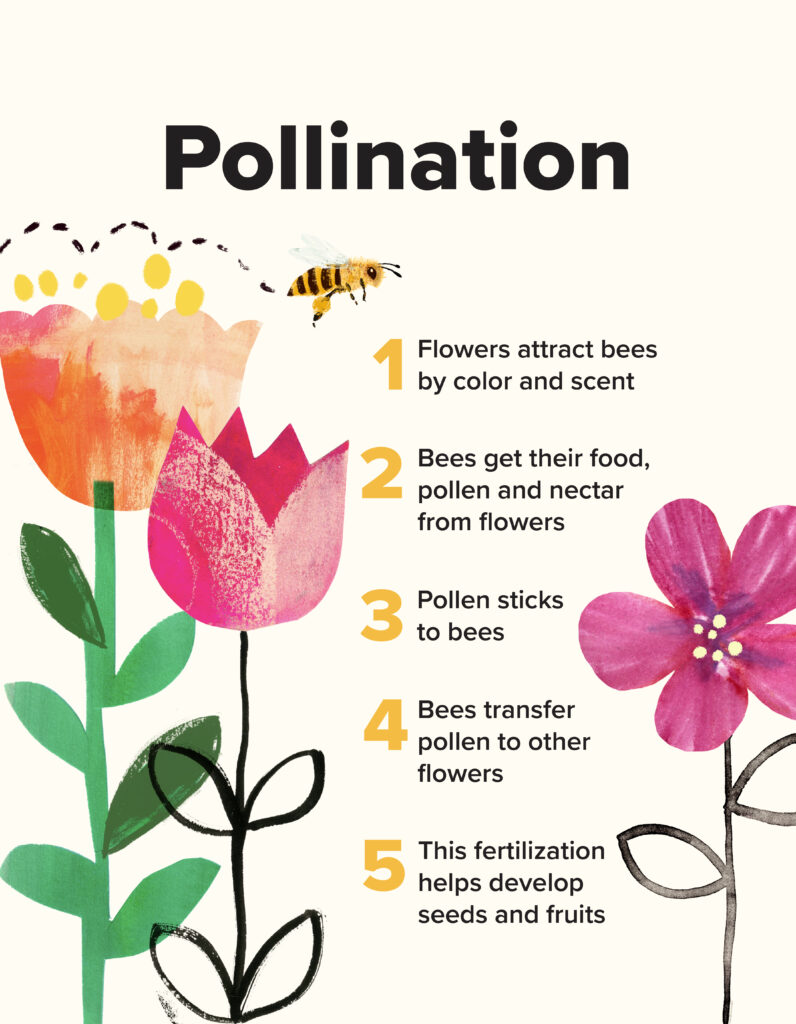A bee flying between flowers with information about the five steps of pollination. Described under the heading Infographic full text.