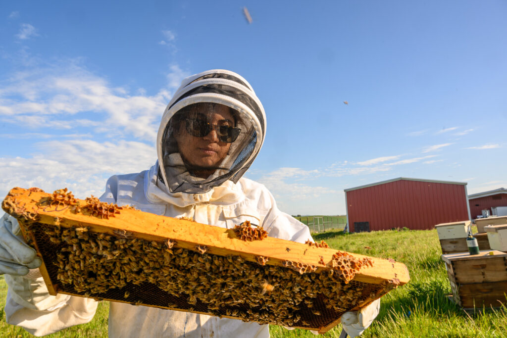 A researcher wearing a full-body protective suit holding up a bee-covered hive frame.