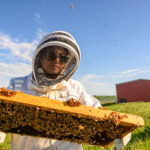 A researcher wearing a full-body protective suit holding up a bee-covered hive frame.