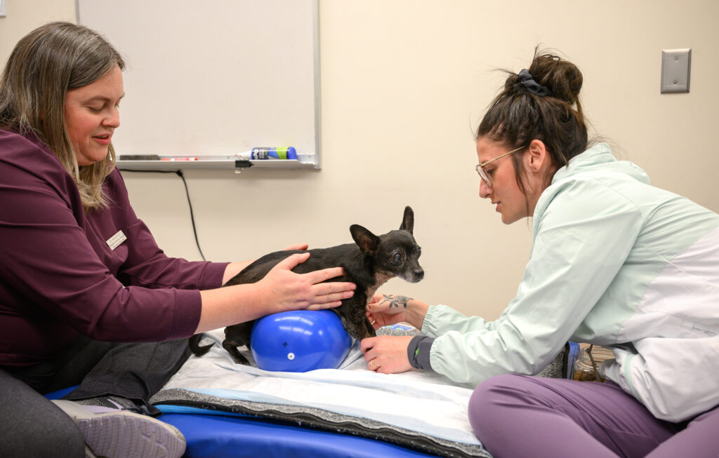 Two people help a small black dog balance on its stomach on a therapy balloon.