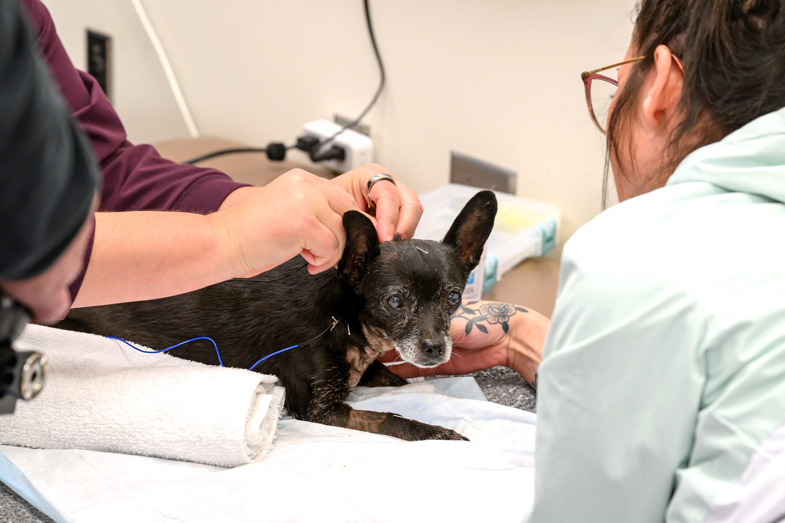 A small black dog with electrical leads on them for therapeutic electrical stimulation.