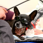 Small black dog with large ears wearing protective tinted goggles while a vet passes a wand instrument over her.
