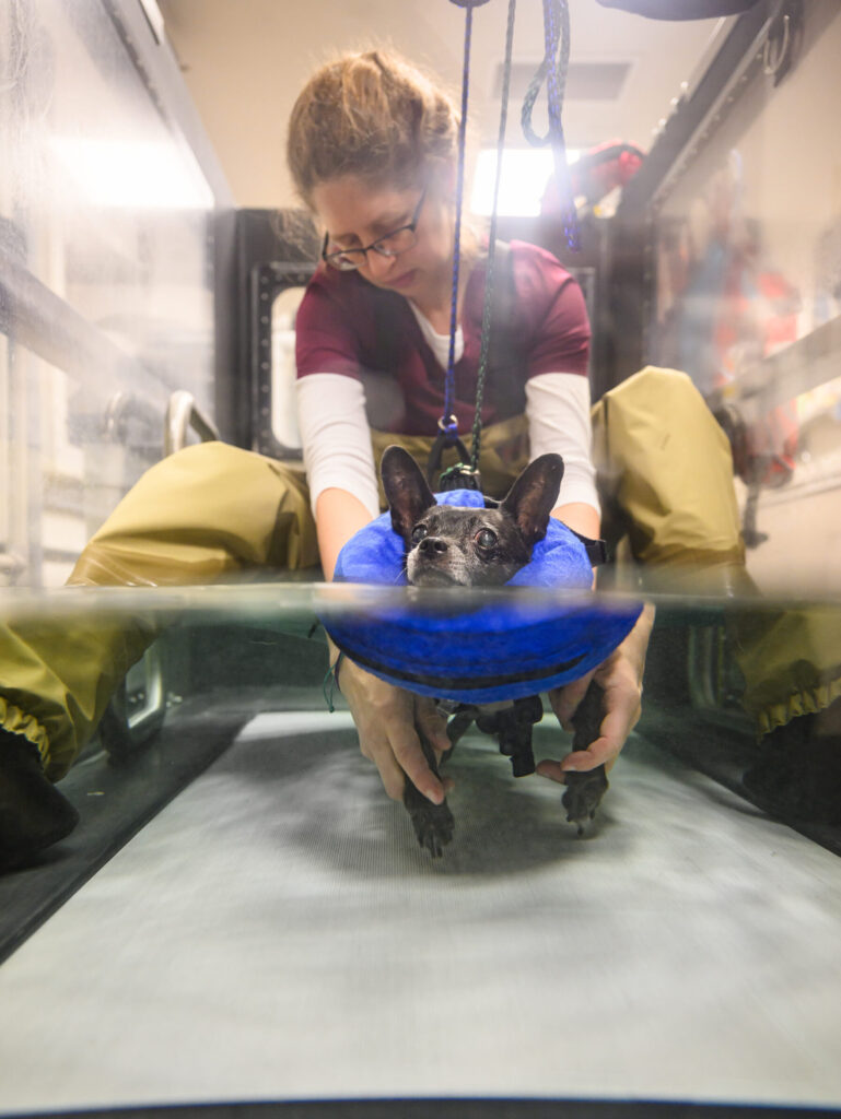 Small black dog wearing a flotation harness learning to use an underwater treadmill while a seated person helps them move their feet.