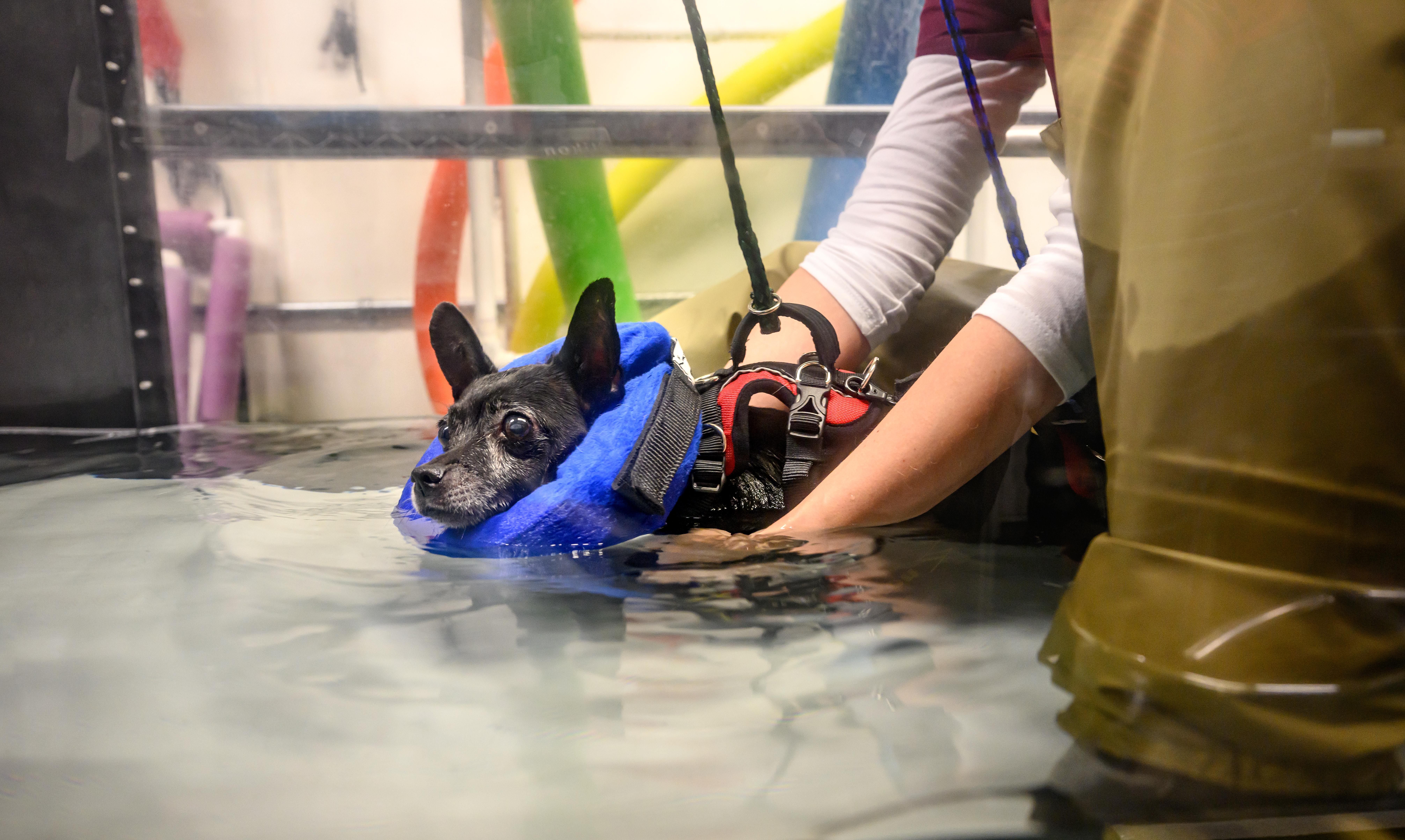 A person supporting a small black dog that's wearing a flotation harness in an underwater treadmill.