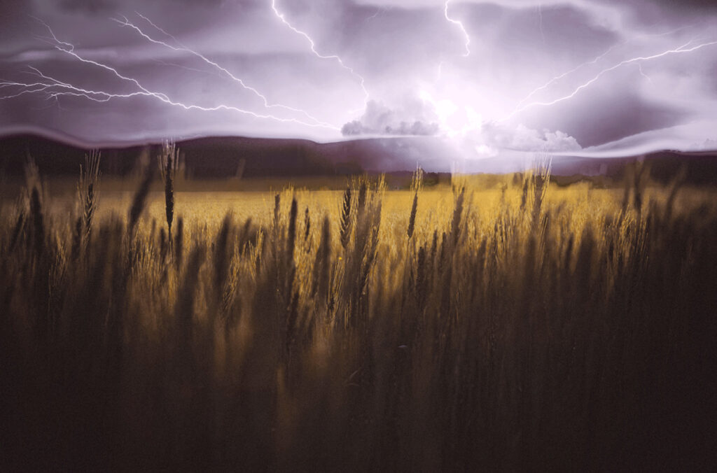 Thunderstorm over a wheat field.
