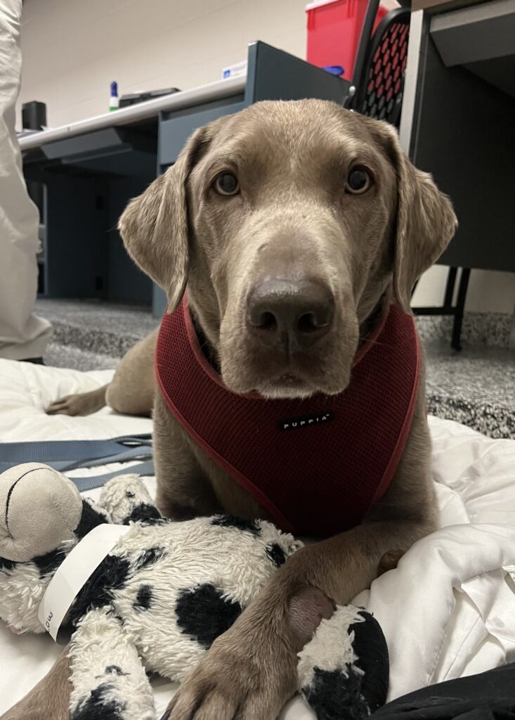 Closeup of Clarice, a 6-year-old silver Labrador retriever.