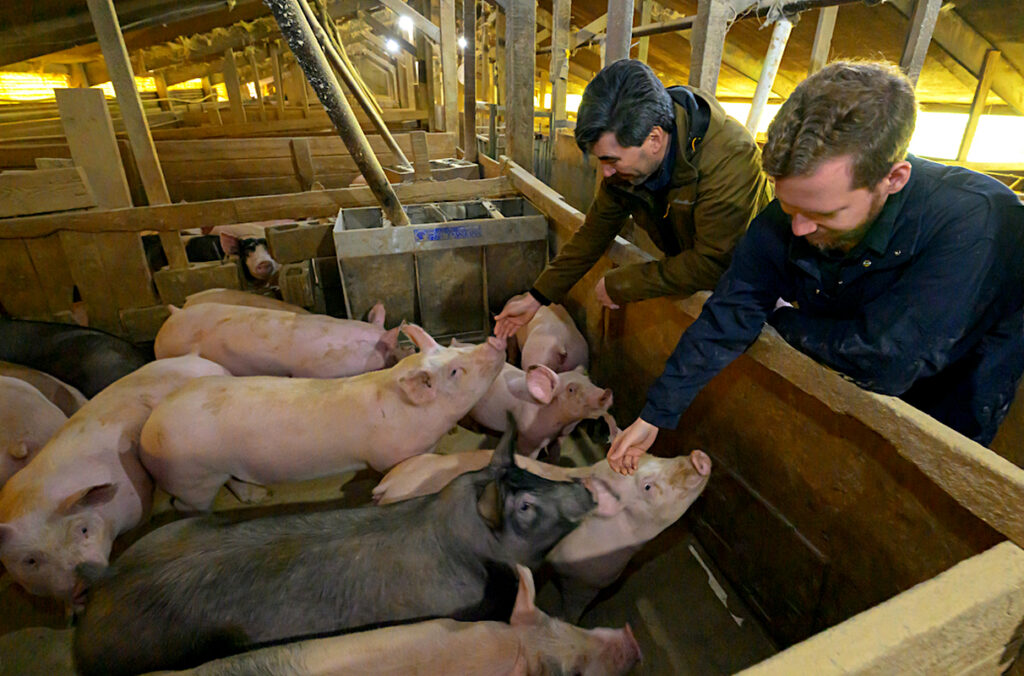 Two WSU researchers petting piglets in a pen.