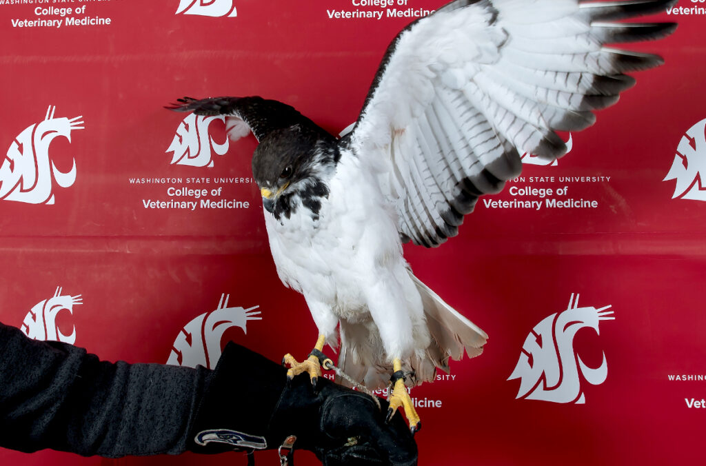 Closeup of Taima, an augur hawk that is the NFL Football Seattle Seahawks' live mascot.