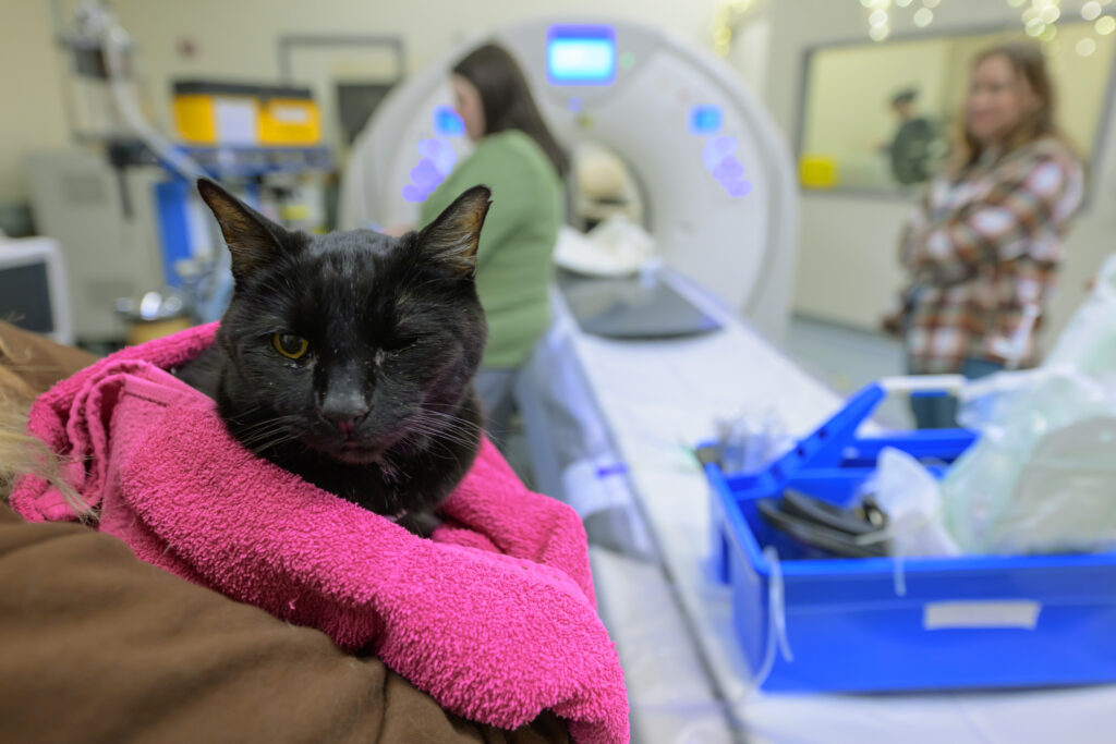 A closeup of a black cat wrapped in pink towel near a CT machine.