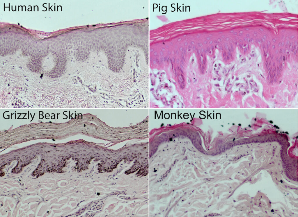 A composite featuring microscopic comparisons of human, pig, grizzly bear, and monkey skin.