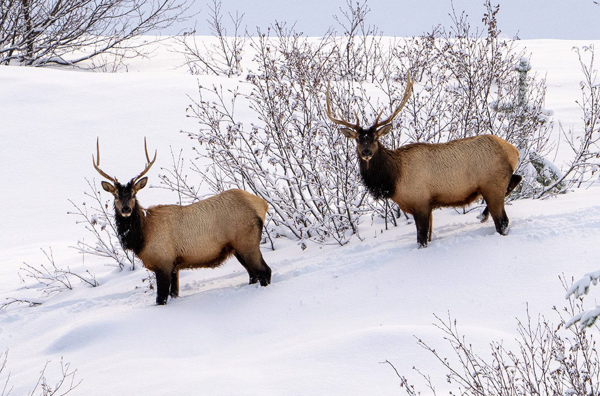 How Do Elk Deal With Snow? Survival Strategies Revealed