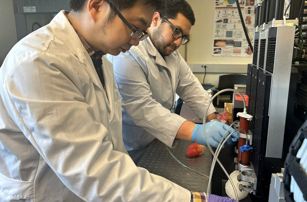 Two scientists work on the 3D printing of a heart model for surgical training.