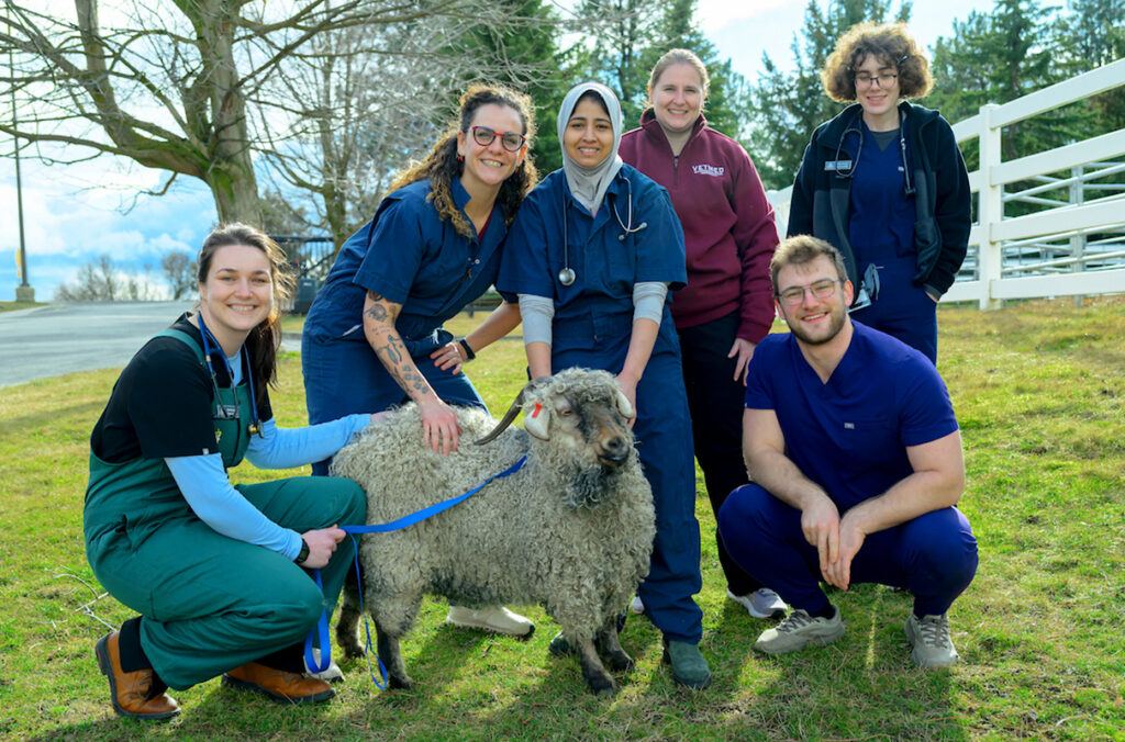 An Angora goat standing next to veterinarian medical staff who treated her.