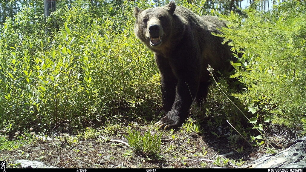 A grizzly bear shows its teeth as it steps out from surrounding vegetation in a forest.