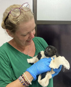 Kimberly Ange-van Heugten holding a baby gorilla wrapped in a towel.