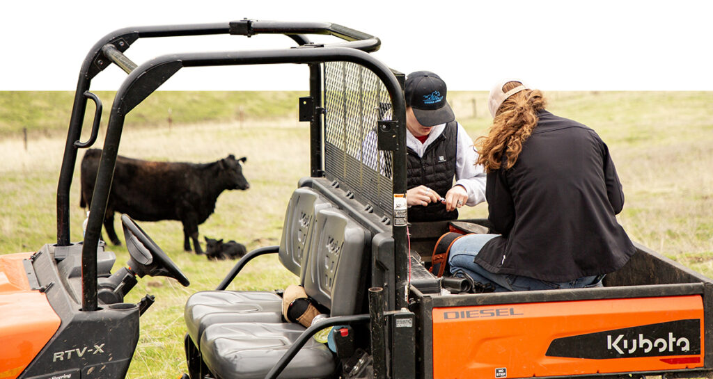 Laurin Ogg and Naomi Turner completing processing work at the back end of a Kubota RTV. A cow and newborn calf are seen in the background.