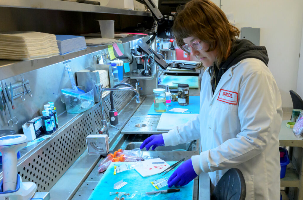 A laboratory technician prepares and organizes sample tubes and materials at a lab workstation.