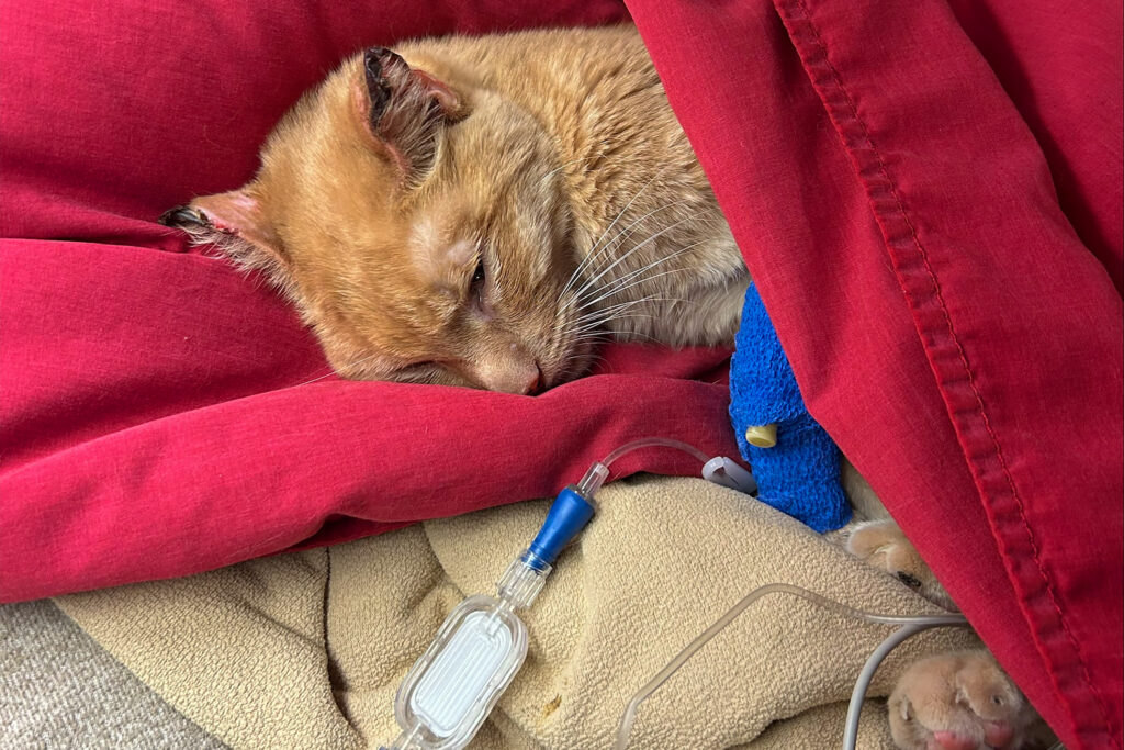 An orange tabby cat, partially wrapped in a red blanket. A blue bandage is wrapped around one front leg, with an IV line and tubing visible.