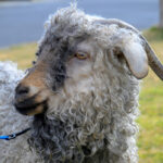 A closeup of an Angora goat.
