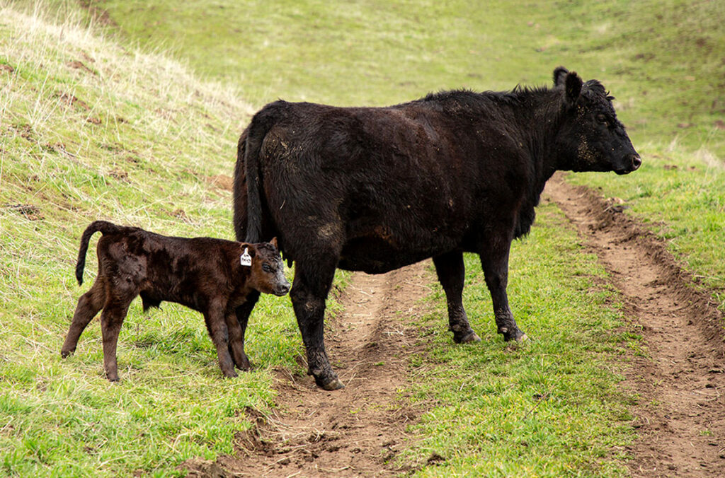 A cow and her newborn calf walking through a pasture.