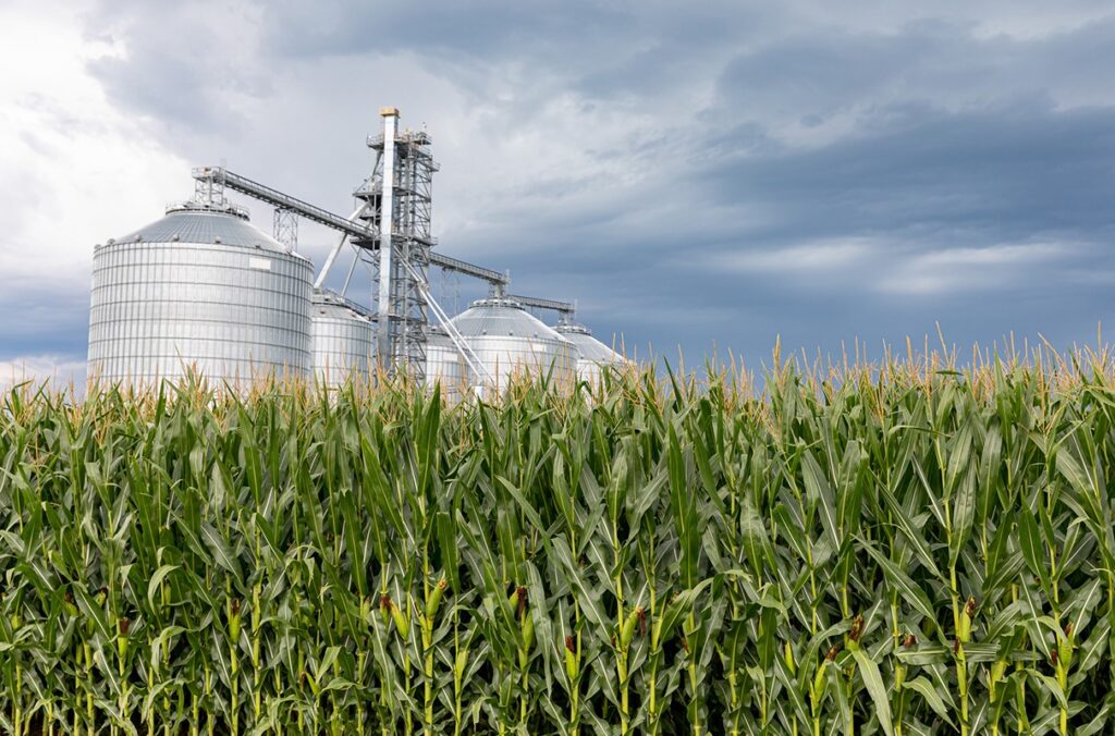 A grain elevator in a field of corn.