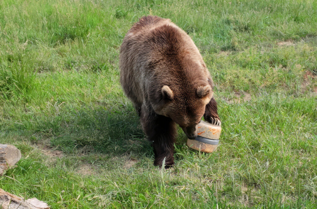 A grizzly bear attempting to break into a food container.