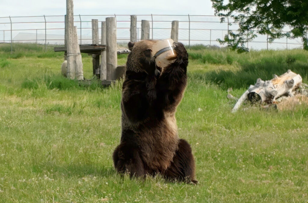 A bear enjoys a treat after breaking into a food container.