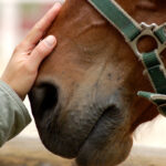 Closeup of a hand lovingly placed on the muzzle of a horse.