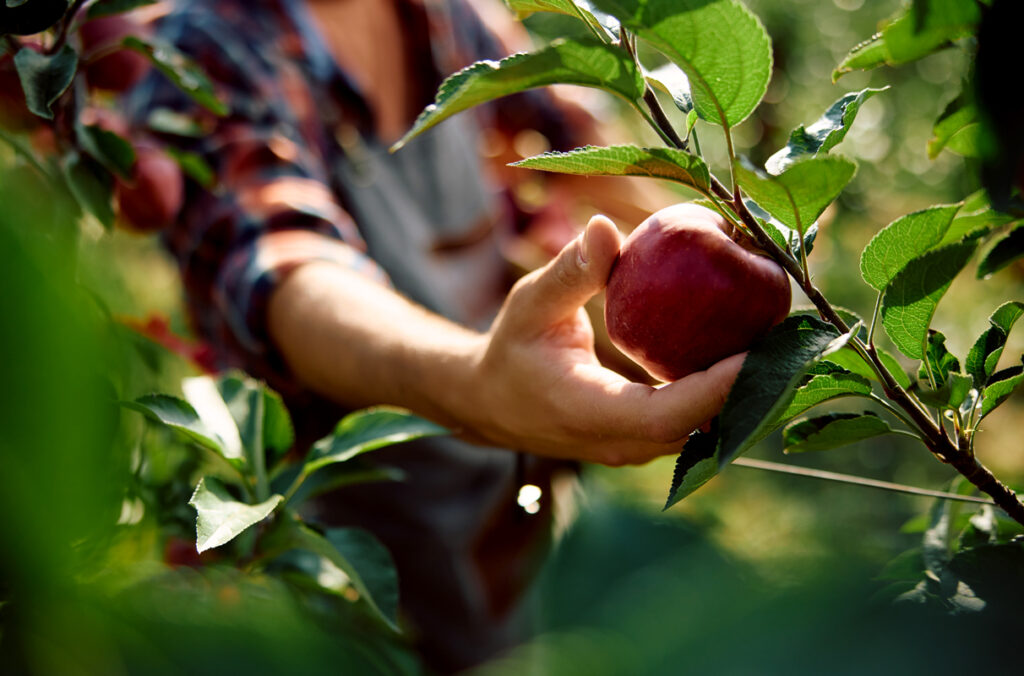 Closeup of a hand picking an apple off a tree in an orchard.