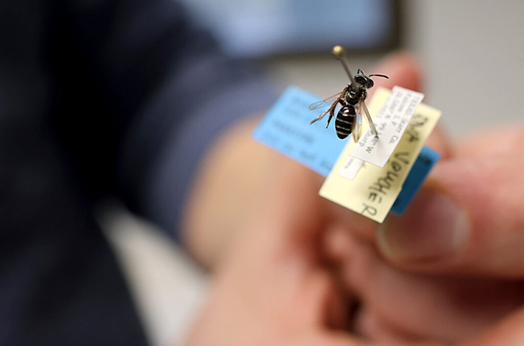 A closeup of hands holding a pinned bee with identifying information.