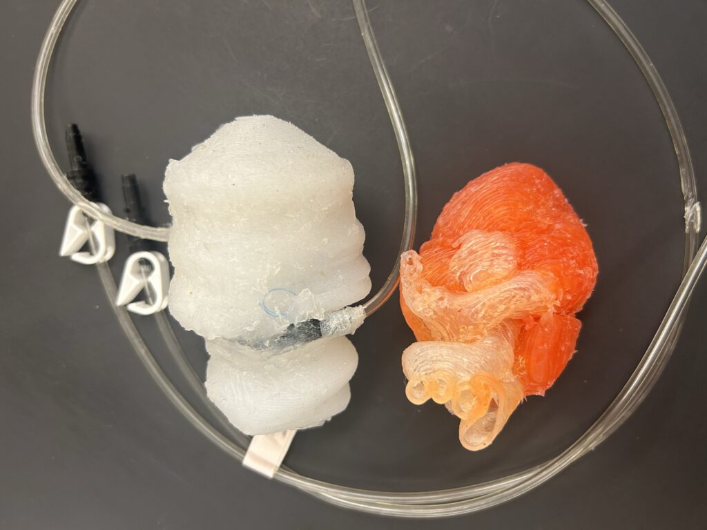 Two 3D-printed heart models.