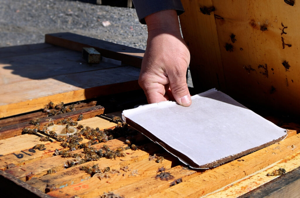 A hand placing a man-made food source in a beehive.