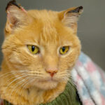 Closeup of Simba, an orange tabby cat with yellow-green eyes and frostbitten ears, wrapped in a blanket.
