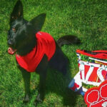 Closeup of Umber, an 11-year-old Czech shepherd.